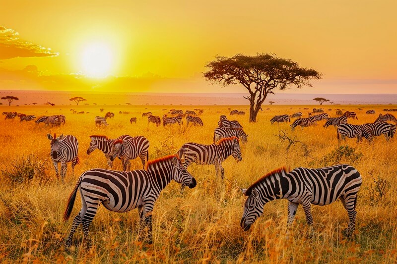 Serengeti National Park Travel