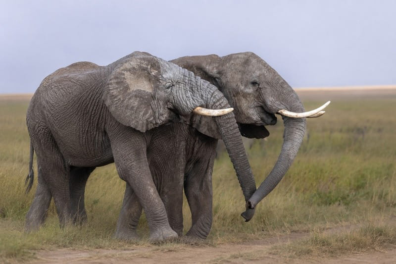 Tarangire National Park Travel