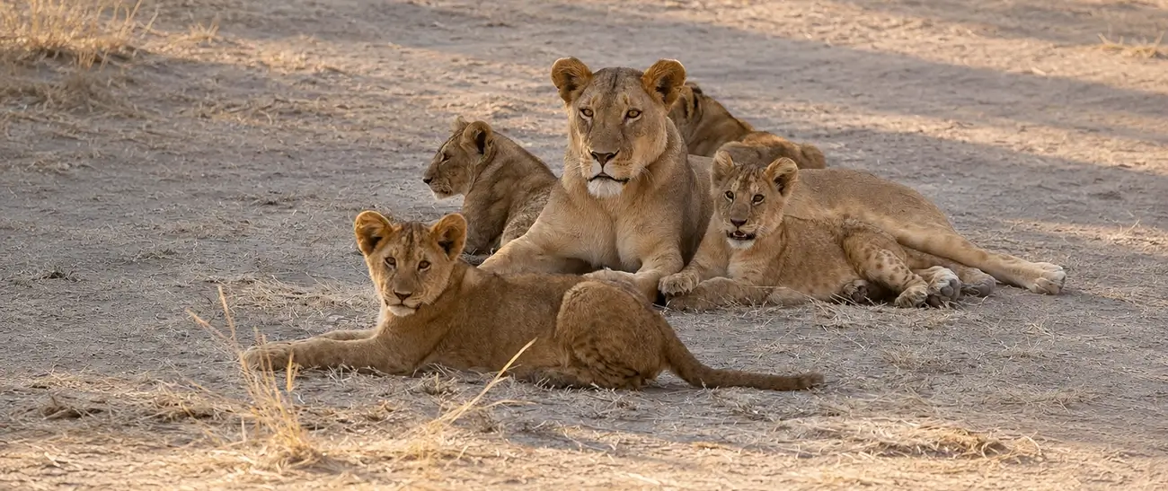 Mkomazi National Park Tour