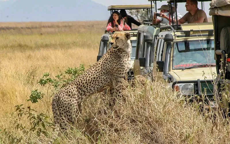 Northern Circuit Safari​- Tanzania