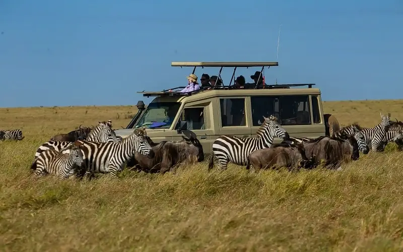 african-safari-zebras-wildebeest-game-drive-Tanzania