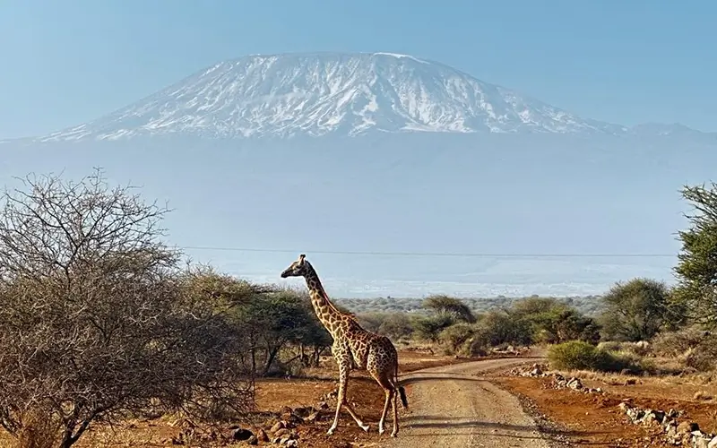giraffe-mount-kilimanjaro-tanzania-safari