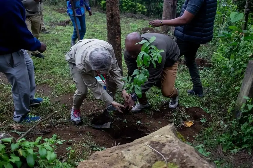 Indigenous sapling being planted in a Tanzania village tree planting project
