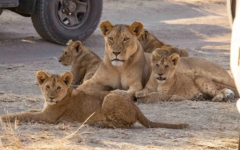 lioness-cubs-african-safari-wildlife-Tanzania