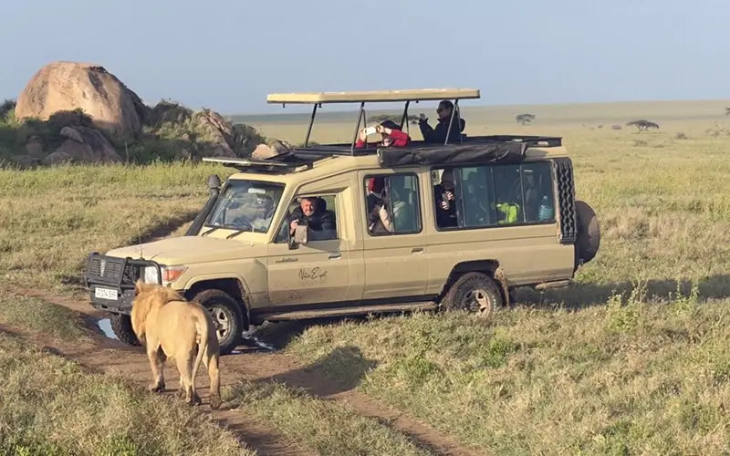 lioness-safari-vehicle-tanzania-game-drive
