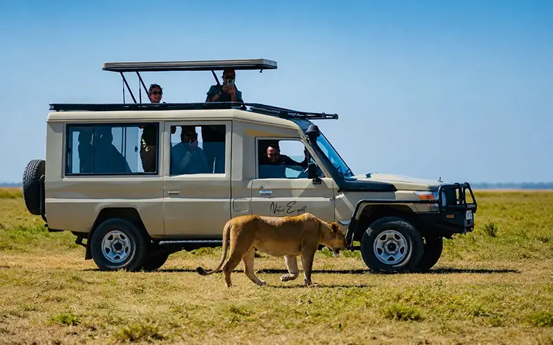 lioness-safari-vehicle-tanzania-wildlife-tour