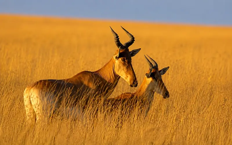 mkomazi-national-park-rhino-safari-experience