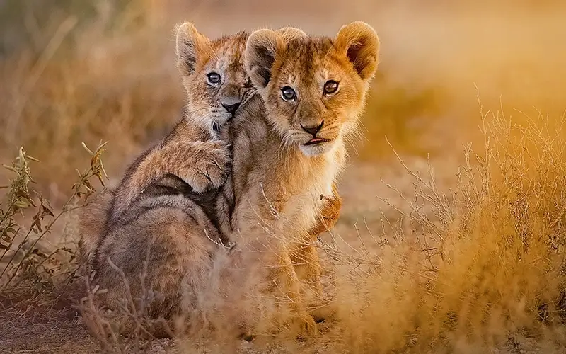nature-expert-adventures-mkomazi-wildlife-safari
