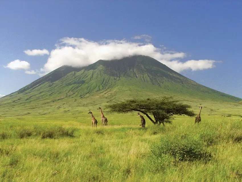 Giraffes grazing near Ol Doinyo Lengai volcano in northern Tanzania