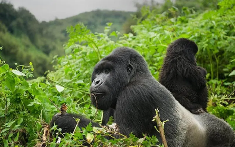 How to Get to Gombe Stream National Park?