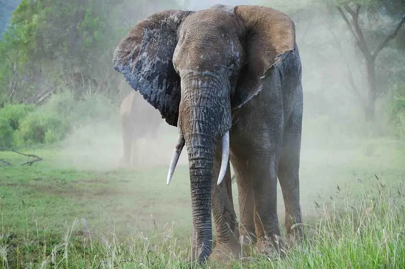 How to Get to Selous Game Reserve?