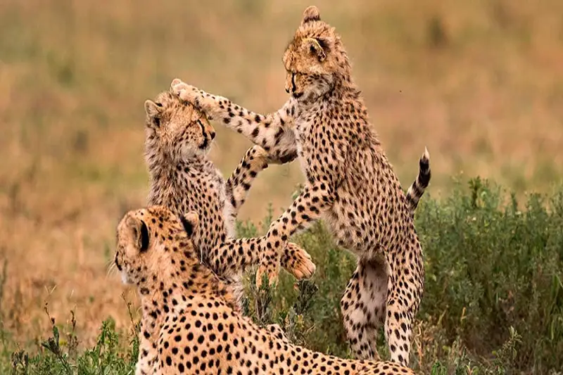 Ruaha National Park Land of Lions, Elephants and Baobabs