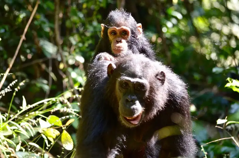 Why Visit Gombe Stream National Park