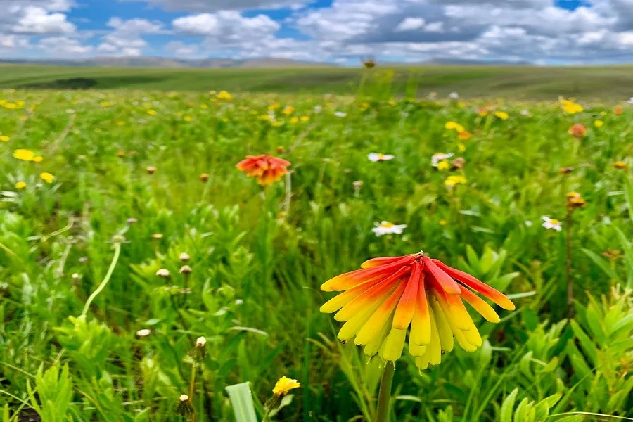 Why Visit Kitulo National Park?