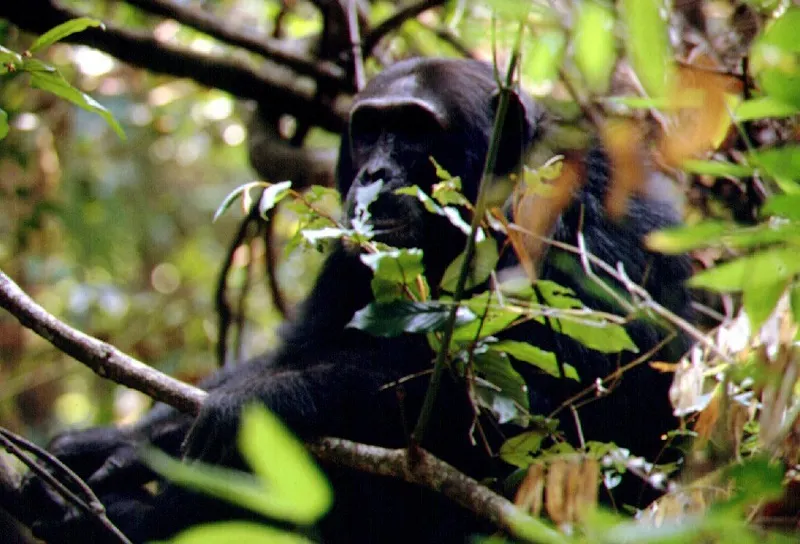 Why Visit Mahale Mountains National Park?