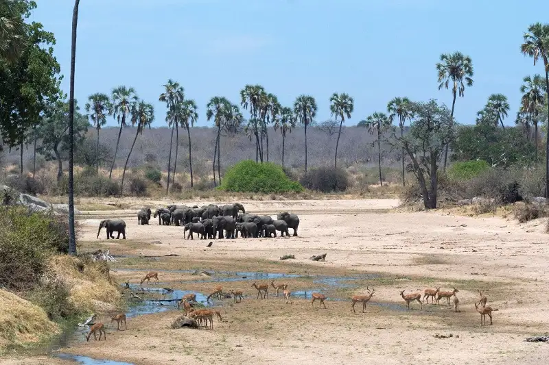 Why Visit Ruaha National Park?