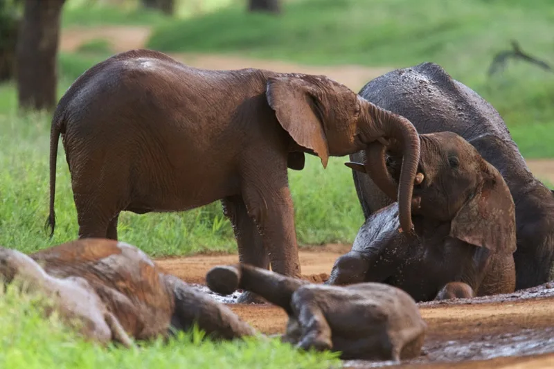 Wildlife in Ruaha National Park