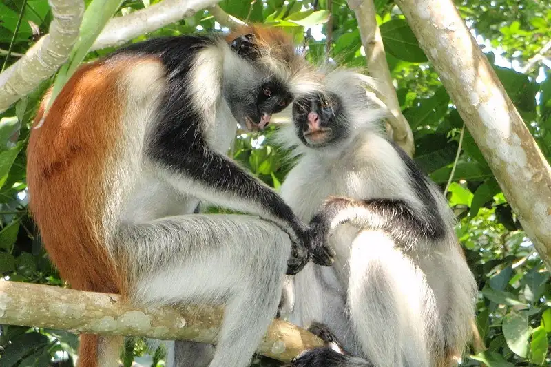 Wildlife in Udzungwa Mountains National Park