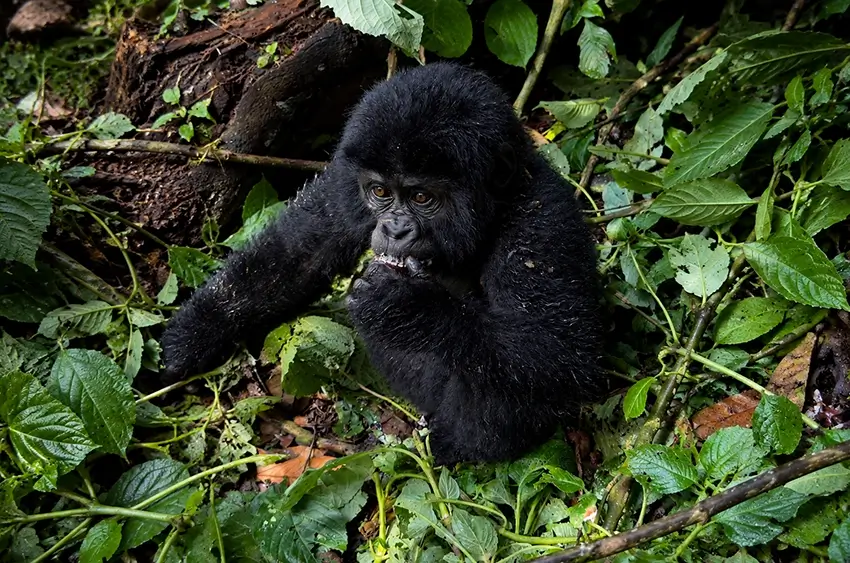 katavi national park and gorilla safari nature expert adventures