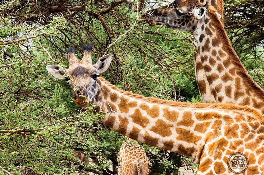 katavi national park primate safari adventure