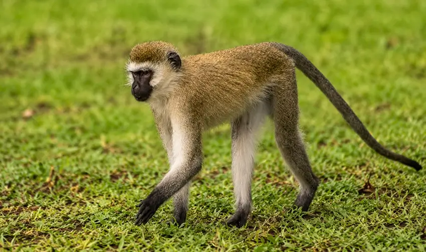 katavi safari and vervet monkey