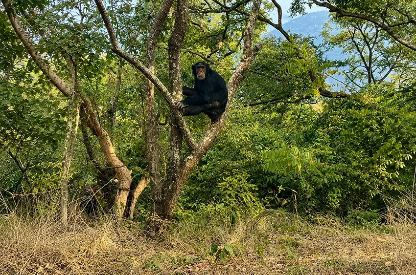 tanzania katavi and gorilla safari experience