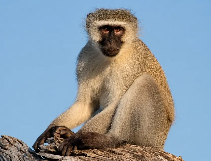 vervet monkey and katavi safari