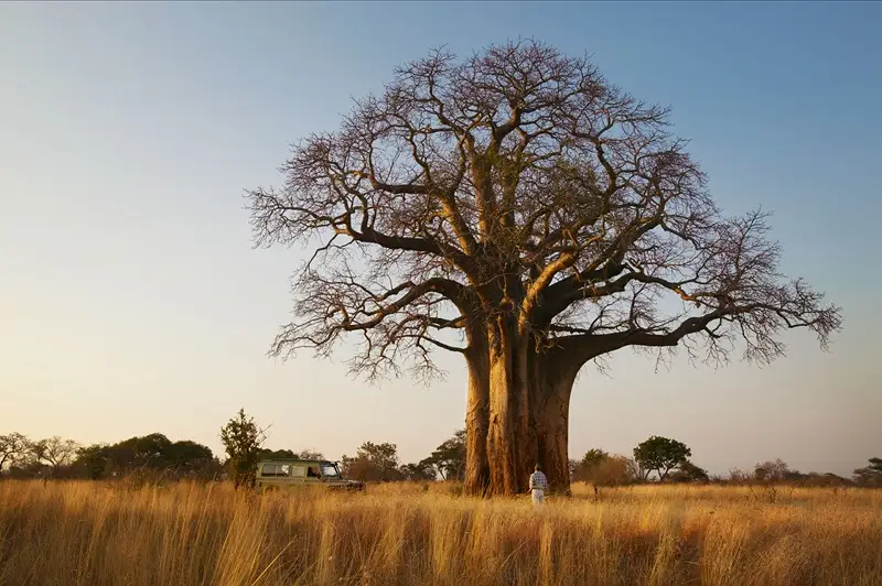 How to Get to Tarangire National Park?