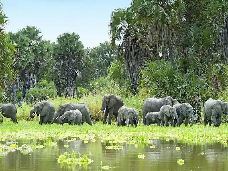 Selous_Game_Reserve_GMB