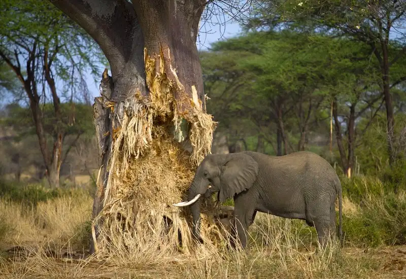 Tarangire National Park Land of Giants and Ancient Baobabs