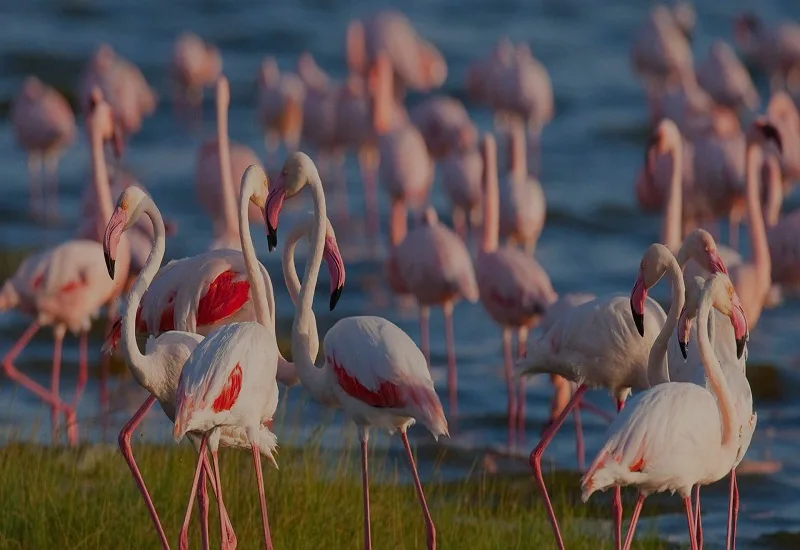 Why Visit Lake Manyara National Park?