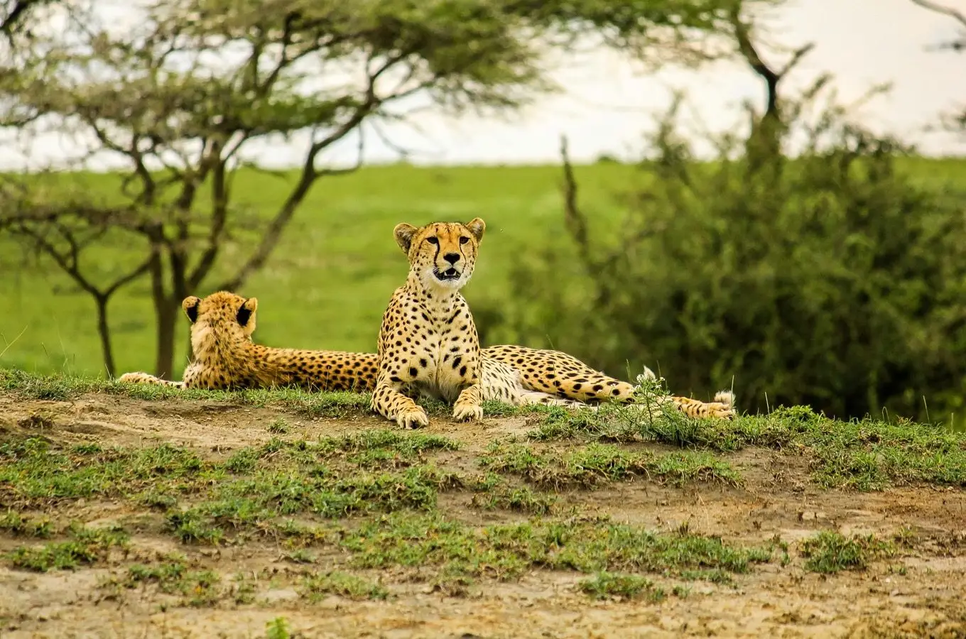 Why Visit Serengeti National Park?