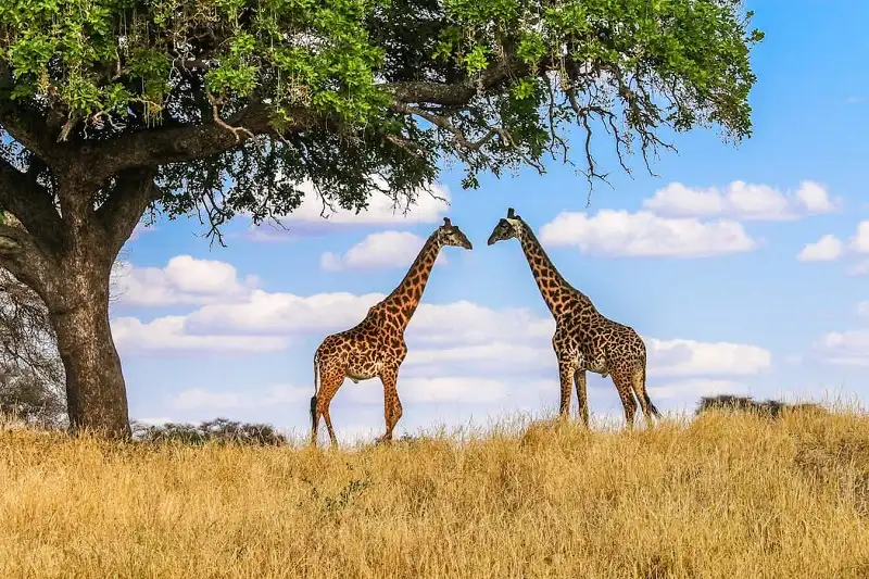 Why Visit Tarangire National Park?