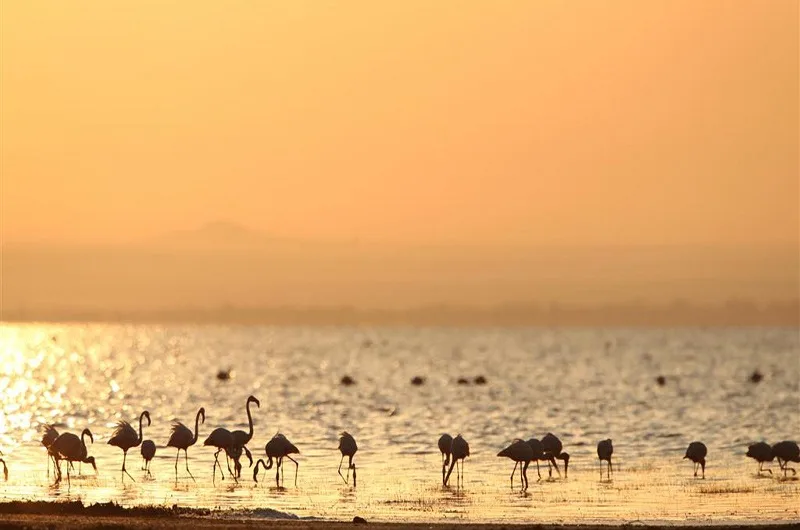 Wildlife in Lake Manyara National Park