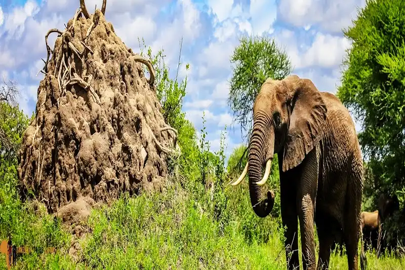 Wildlife in Tarangire National Park